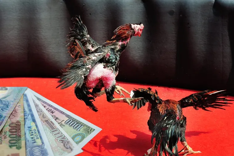 Hướng Dẫn Cách Chơi Đá Gà Sabong Tại OnBet Cho Người Mới